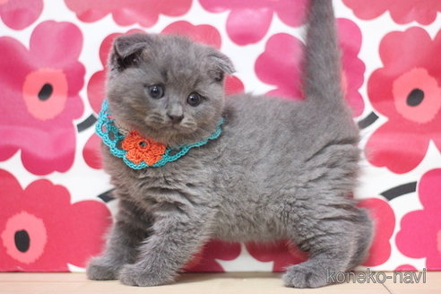 成約済の東京都のスコティッシュフォールド(折れ耳)-66728の2枚目